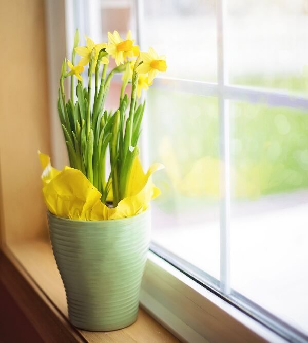 hoa đặt ngoài cửa sổ