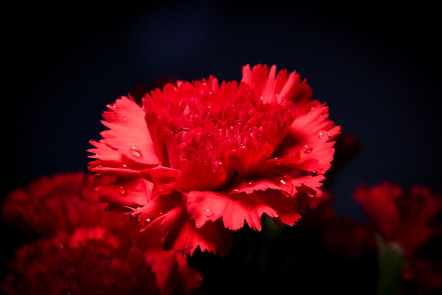 hoa cẩm chướng tặng người yêu