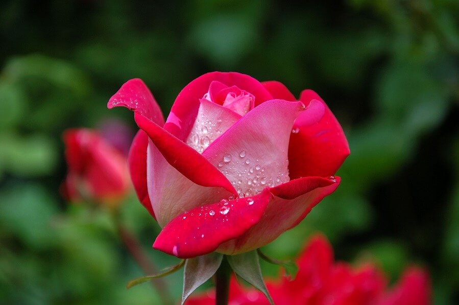 hoa hồng tặng người yêu