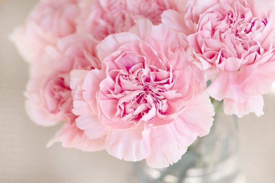 Ý nghĩa hoa Cẩm Chướng hồng